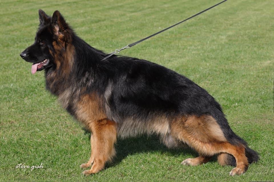 Stud Dogs - Vom Alzuri German Shepherds